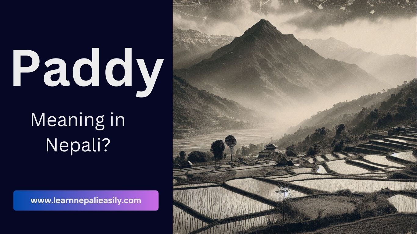 Paddy meaning in Nepali